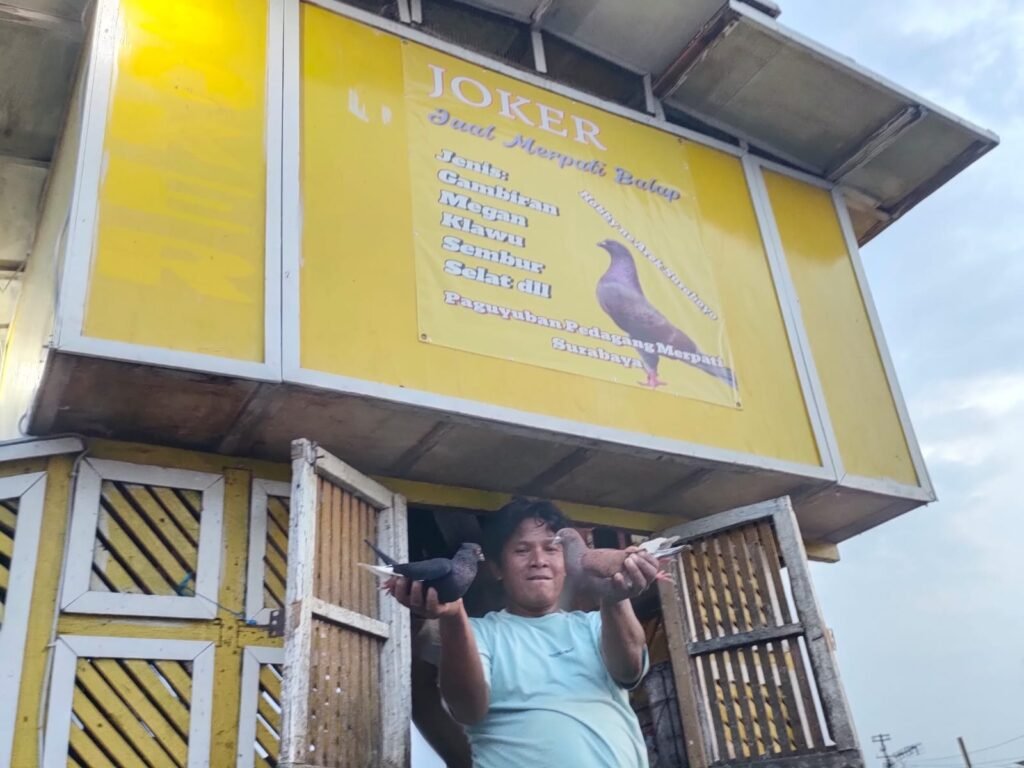 Jual Beli Merpati di Kapasari Surabaya Tingkatkan Ekonomi Warga Sekitar