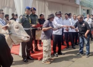 Jelang Idul Adha 1446 H, Jaksa Agung Qurbankan 25 Ekor Sapi, 1 Diberikan untuk Forwaka