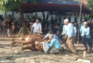 Badiklat Kejaksaan Kurban 10 Sapi dan 3 Kambing di Idul Adha 1446 H