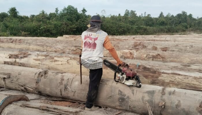 Dugaan Pembalakan Liar di Kampung Usiran Berau, Ada Kayu Log Diduga Tak Berizin?