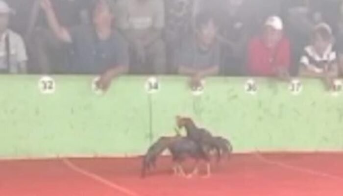 Gudang di Candi Sidoarjo Ajang Judi Sambung Ayam Terbesar di Jawa Timur, Taruhan Hingga Ratusan Juta